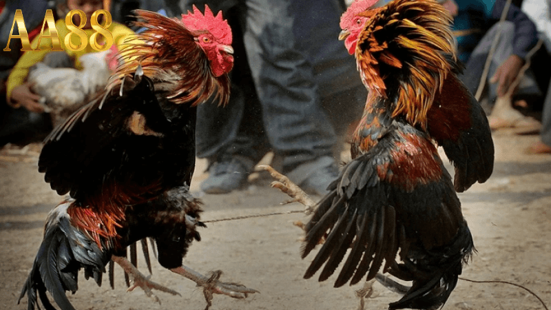 Cách chơi đá gà aa88 hiệu quả