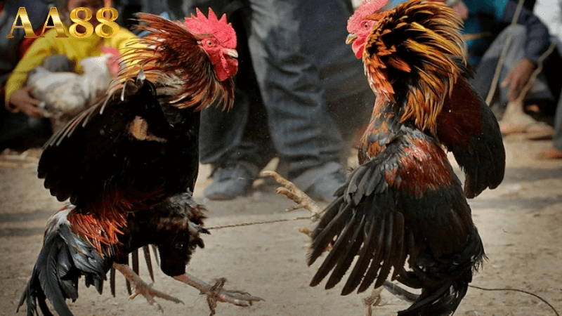 đá gà cựa sắt trực tiếp