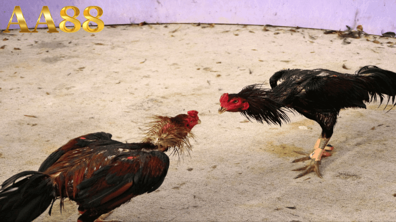Những yếu tố quyết định đến kết quả trận đấu đá gà cựa sắt