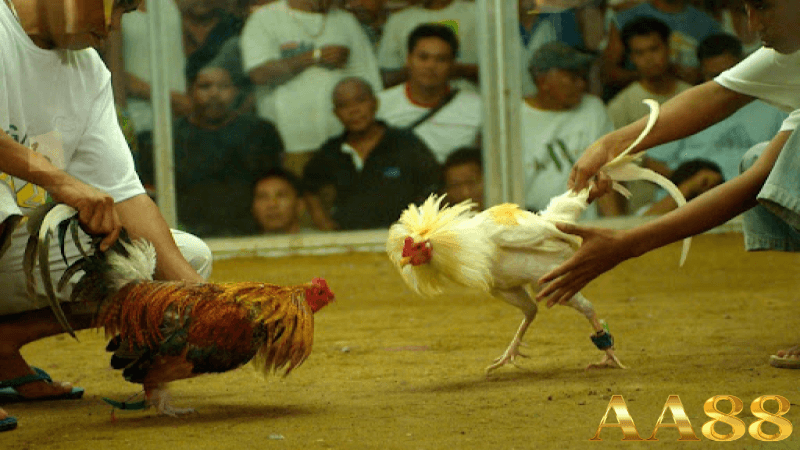 Chiến lược và kỹ thuật trong trực tiếp đá gà tre