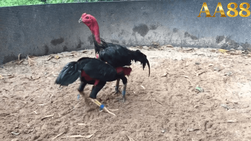 Tham gia vào môn thể thao đá gà đòn thomo