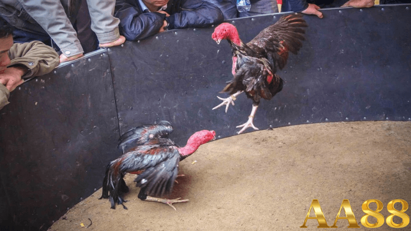Phân tích phong cách thi đấu của gà