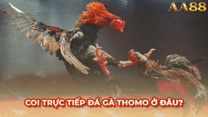 Trực tiếp đá gà thomo với bình luận viên tại aa88